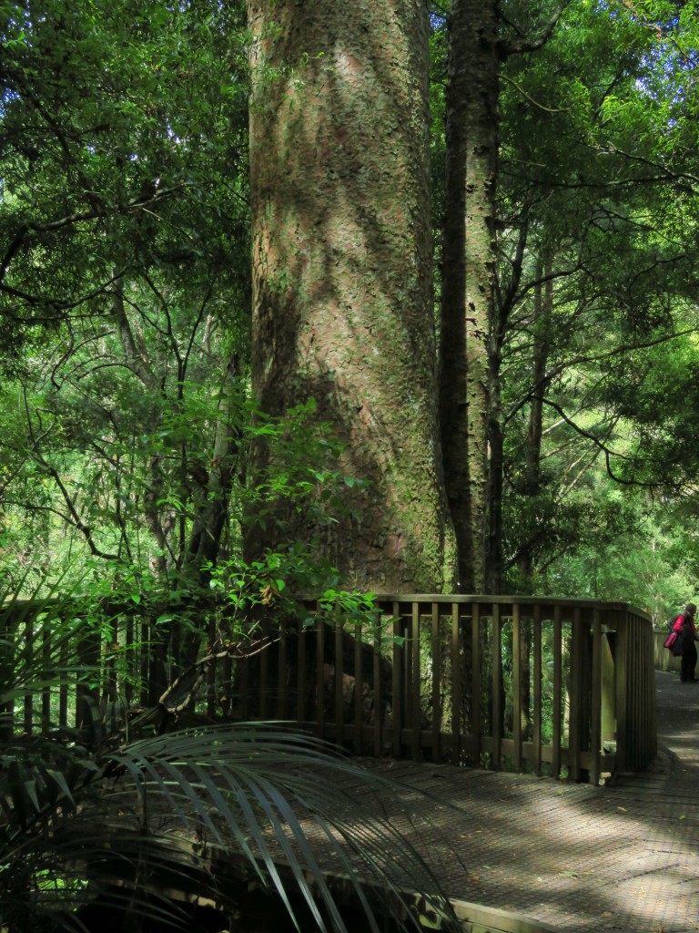 NZ: Whangarei Kauri