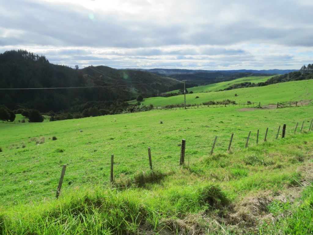 NZ: Auf dem Weg nach Paihia