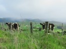 NZ: Kühe auf Weide