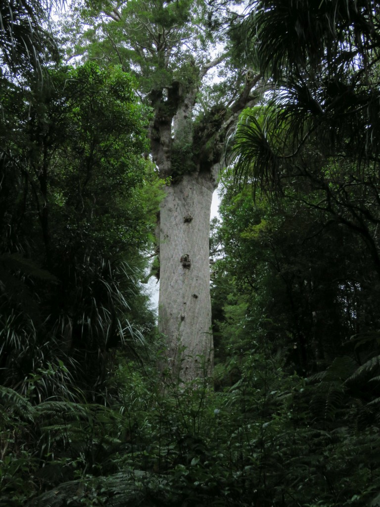 NZ: Waipoua Tane