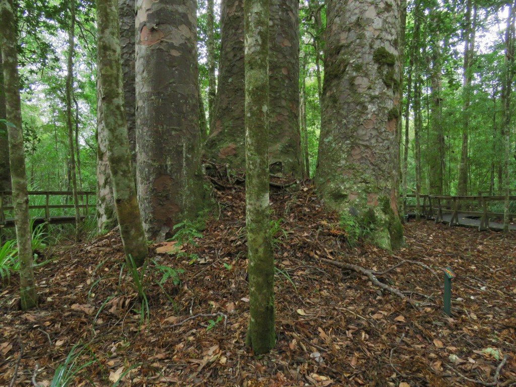 NZ: Waipoua Four Sisters 2