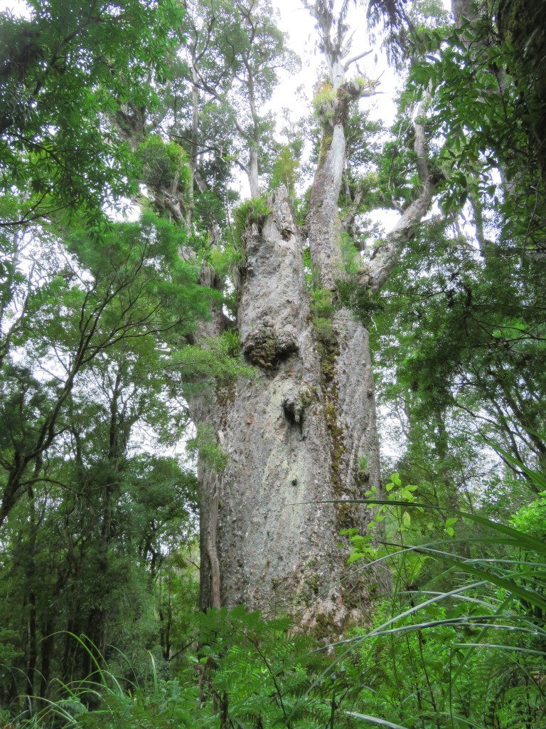 NZ: Waipoua Te Matua Ngahere