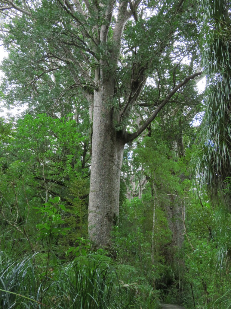 NZ: Waipoua Walks 2