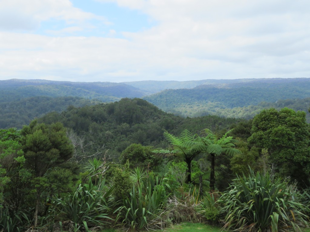 NZ: Waipoua Lookout