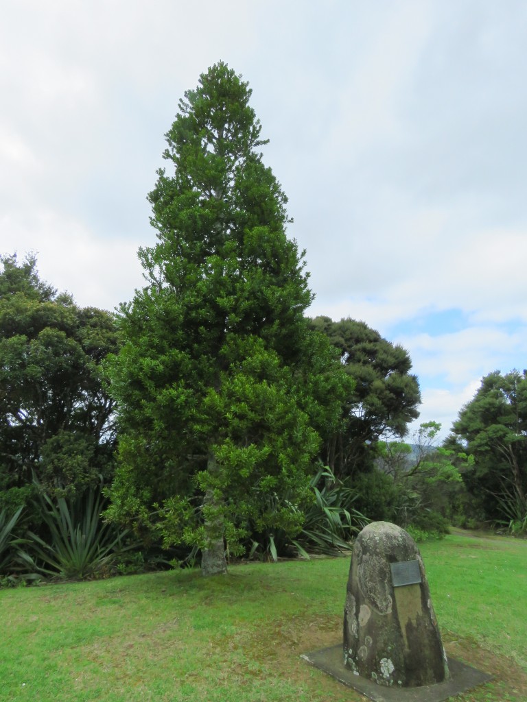 NZ: Waipoua Junger Baum