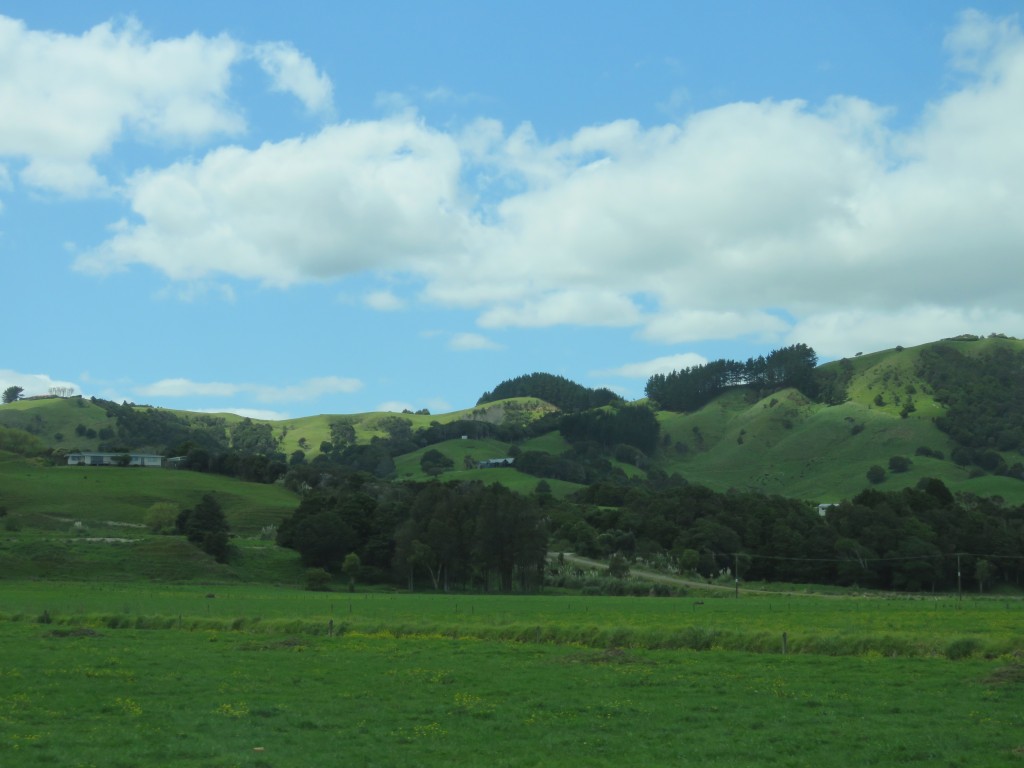 NZ: Dargaville Landschaft