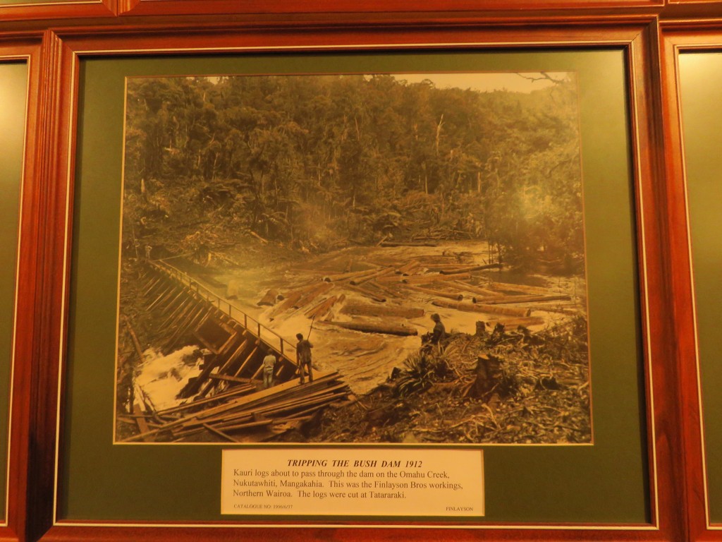 NZ: Kauri Museum 2