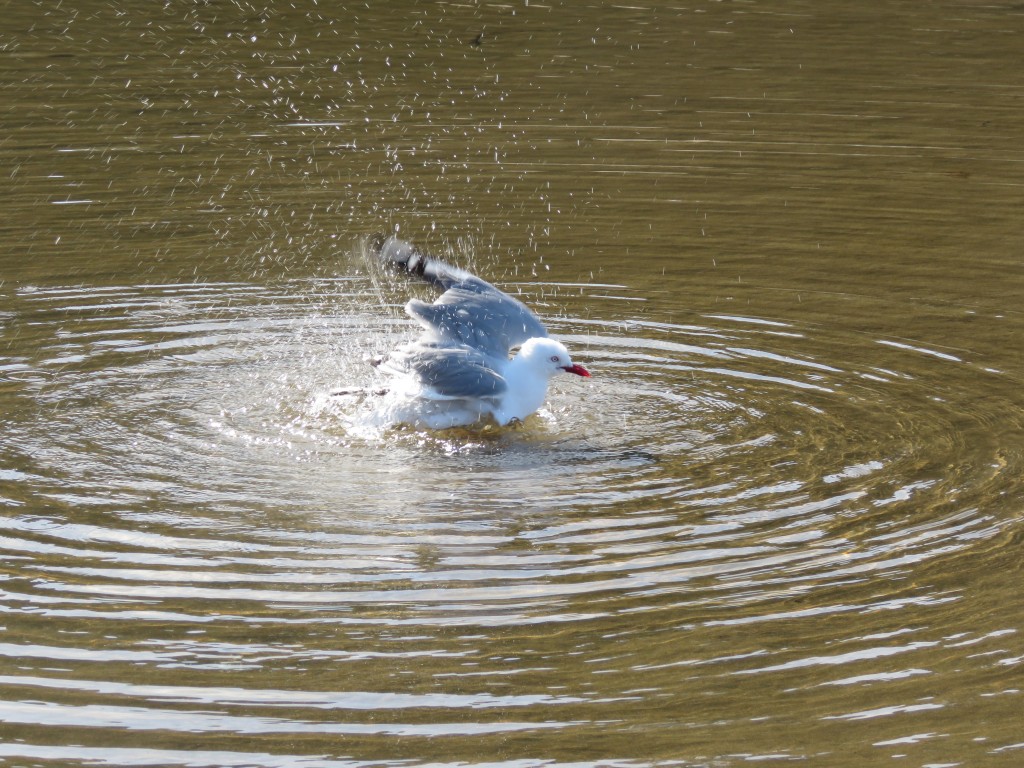 NZ: Hot Water Beach - Ente