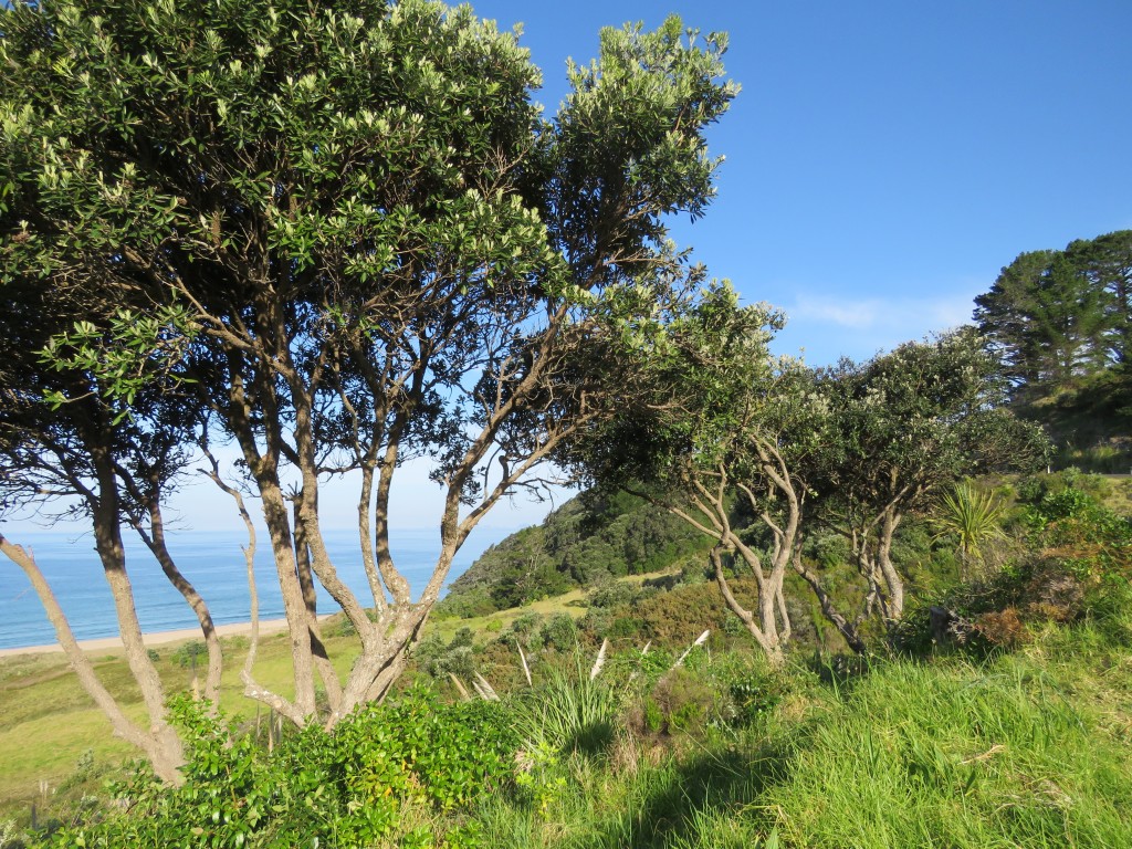 NZ: Hot Water Beach 5