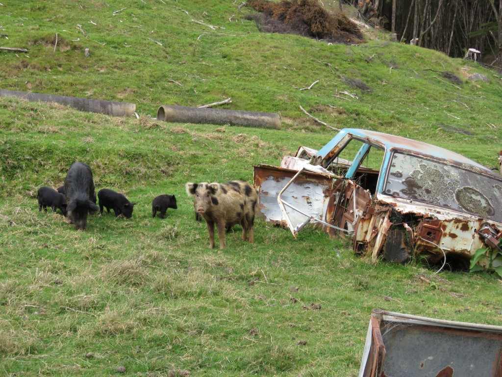 NZ: 309 Stuart and the pigs 1