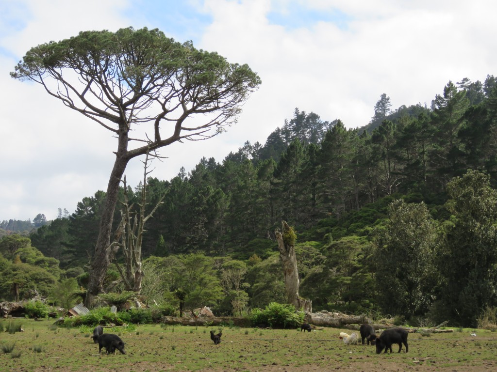 NZ: 309 Stuart and the pigs 2