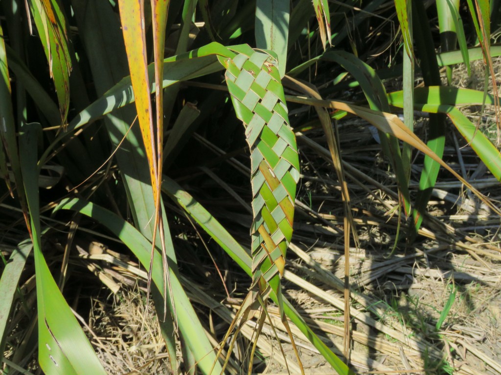 NZ: Hahei - Flechten