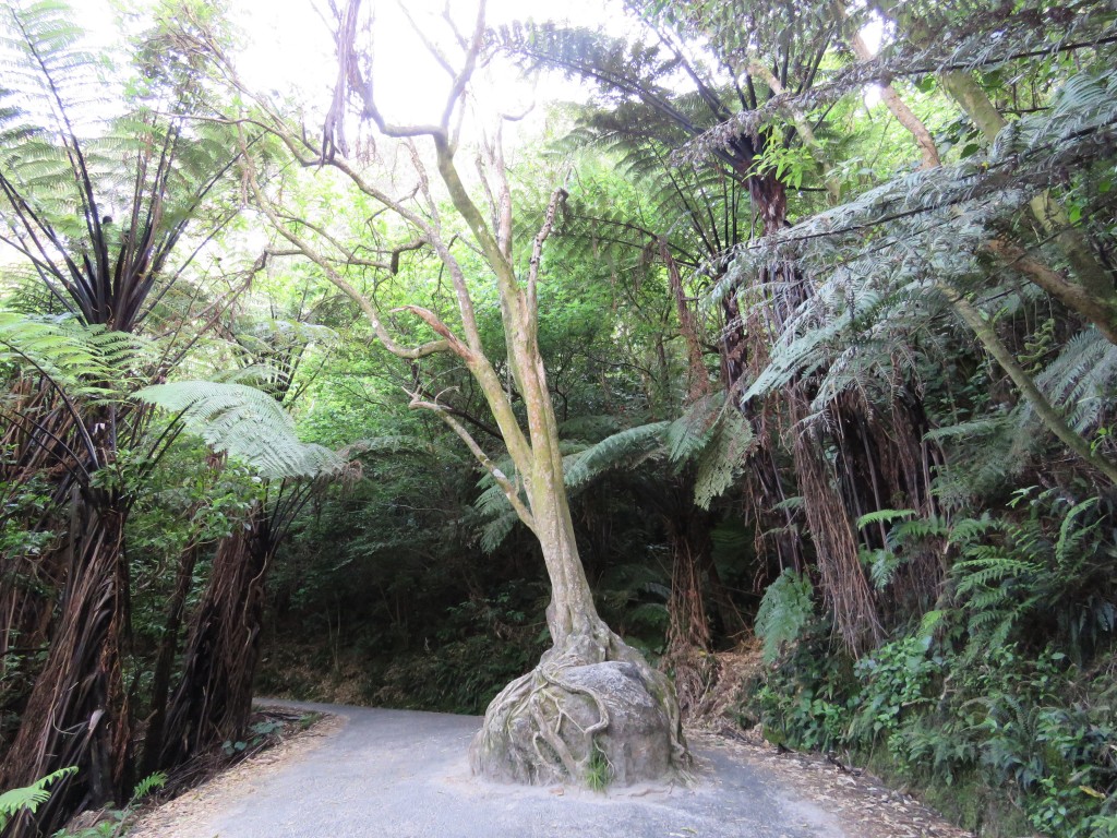 NZ: Cathedral Cove - Baum