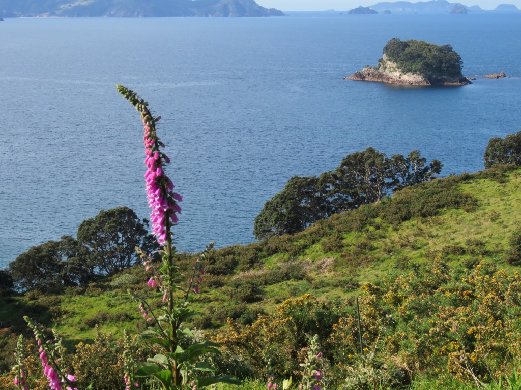 NZ: Cathedral Cove - Blüte