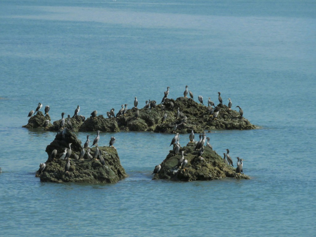 NZ: Coromandel Küste