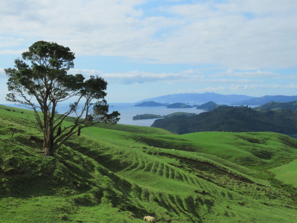 NZ: Manaia Road Saddle and Lookout