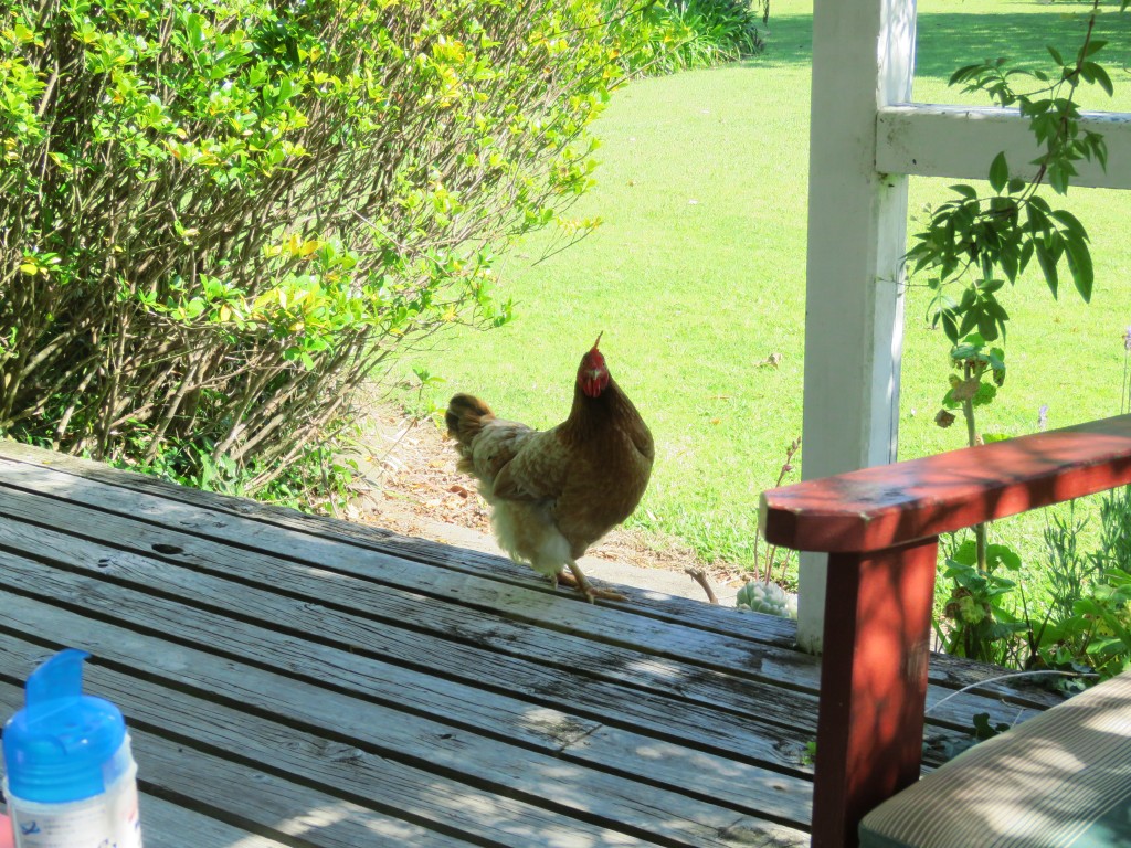 NZ: Coromandel Pottery Lane Cottage 7