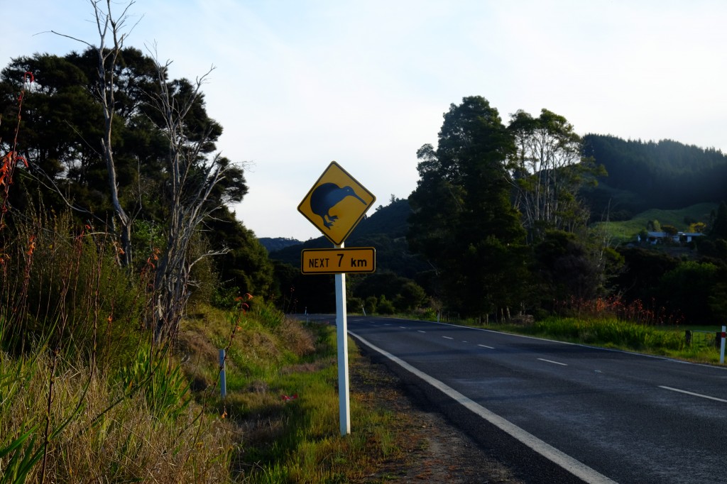 NZ: Kiwi 7km