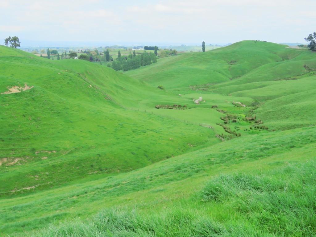 NZ: Landschaft bei Hobbiton