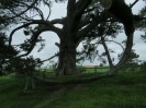 Hobbiton-Tour 044