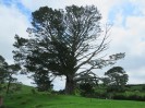 Hobbiton-Tour 069