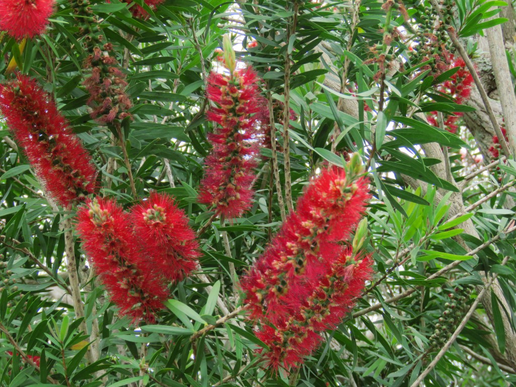 NZ: Spülbürstenblume