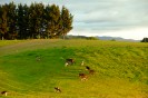 NZ: Sonnenuntergang bei Okauia 021