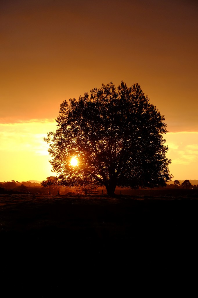 NZ: Sonnenuntergang bei Okauia 039