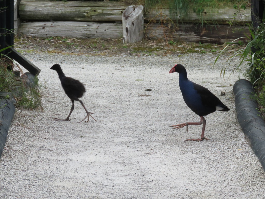 NZ: Whakarewarewa - Vögel