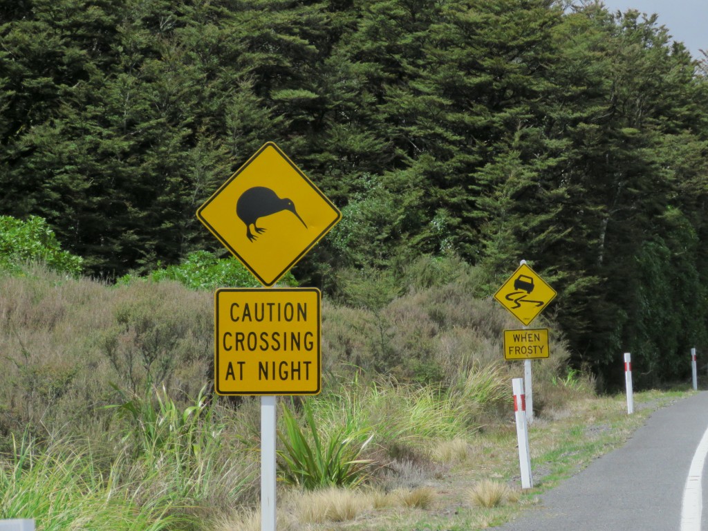 NZ: Tawhai Falls - Kiwi