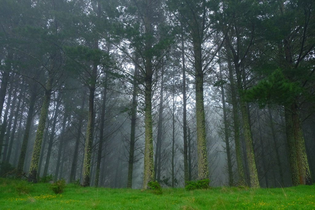 NZ: State Highway 4, Nebel 3