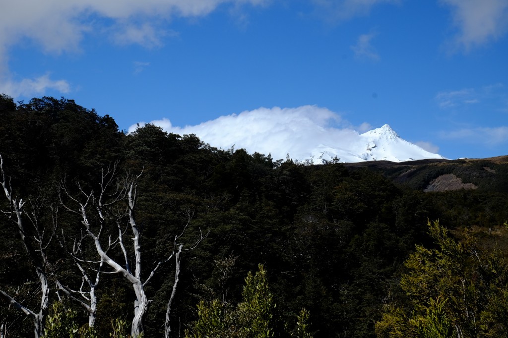 NZ: Waitonga Falls 12