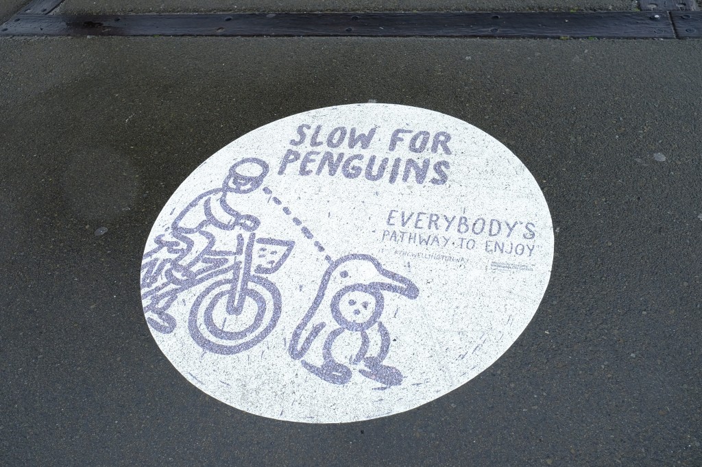 NZ: Wellington - Slow for Penguins