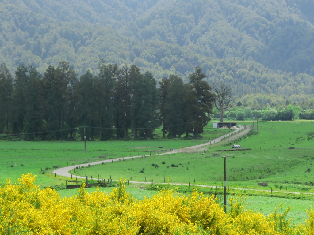 NZ: Auf dem Weg zur Westküste 2