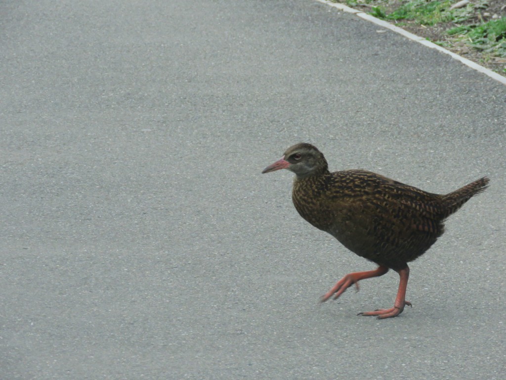 NZ: Pancake Rocks 6 - Weka