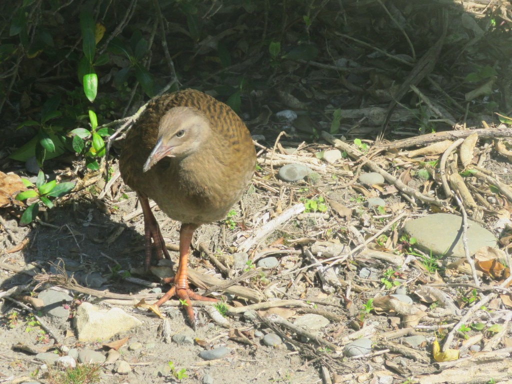 NZ: Pororari River - Weka