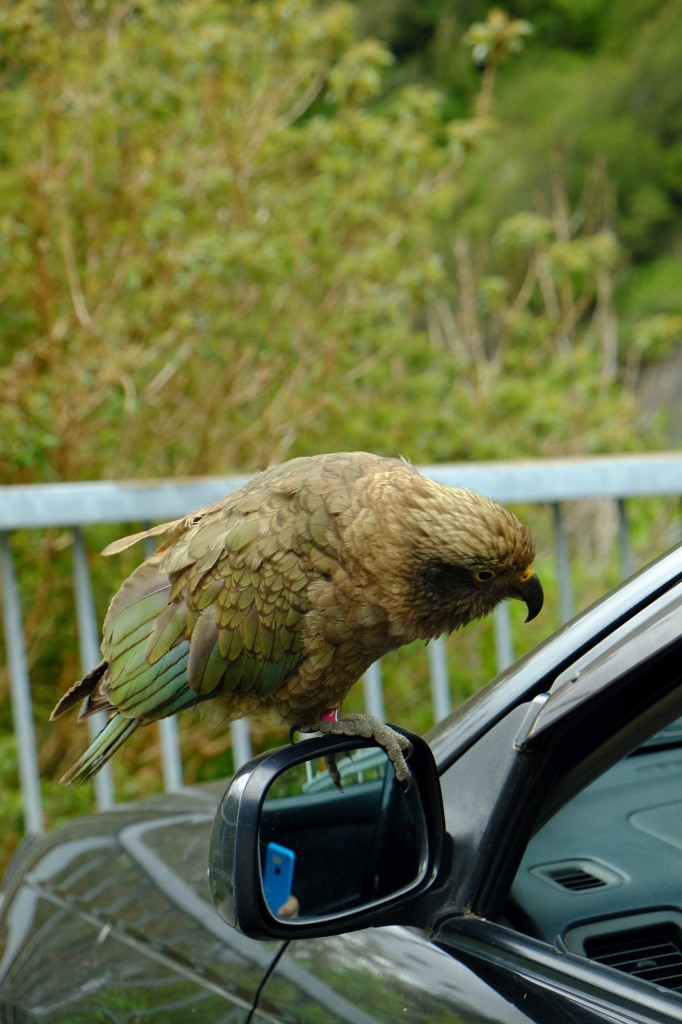 NZ: State Highway 73 (bei Reid Falls Parkplatz)