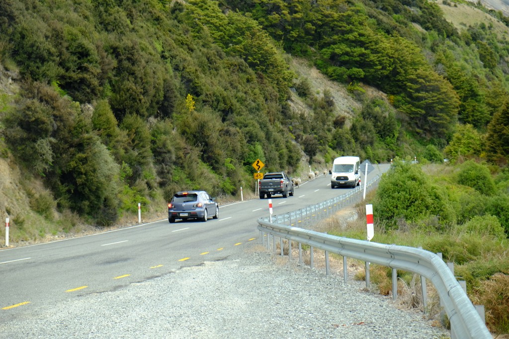 NZ: State Highway 73 (Waimakariri River - Schafe auf Fahrbahn)