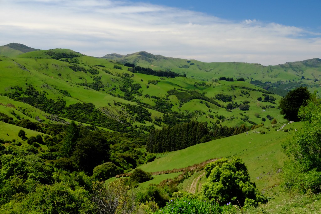 NZ: Rast auf dem Weg nach Akaroa 2