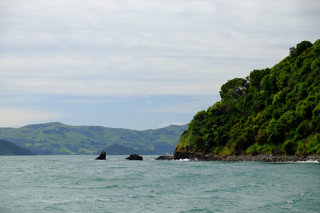 NZ: Akaroa Delfin Tour 1