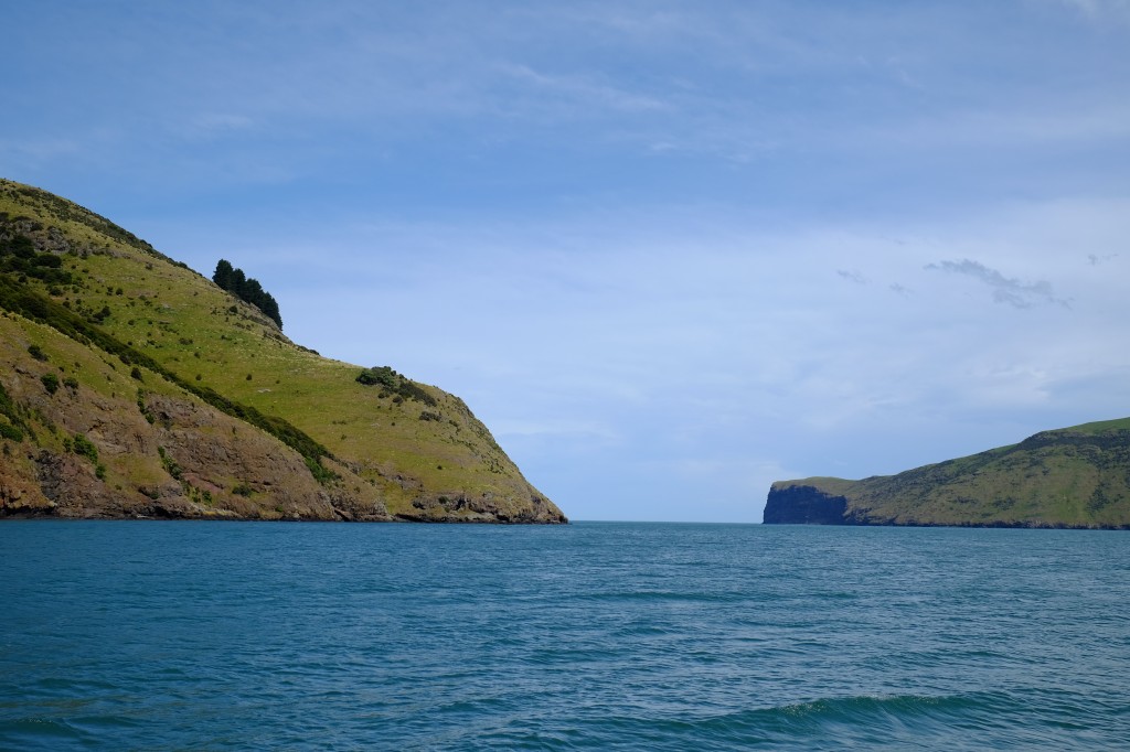 NZ: Akaroa Delfin Tour 2