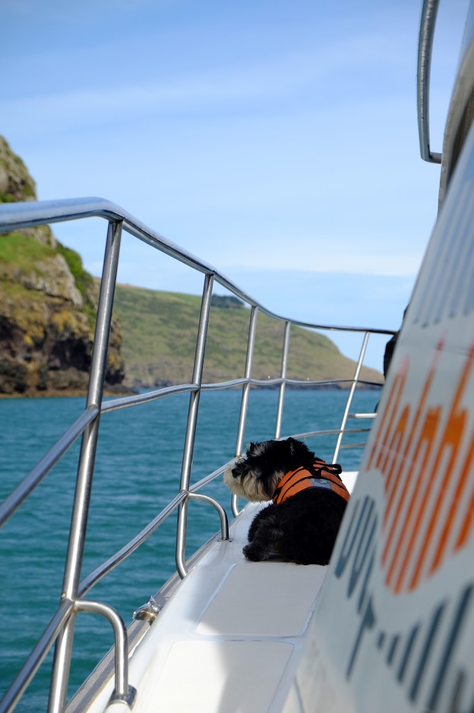 NZ: Akaroa Delfin Tour 3 - Der Hund