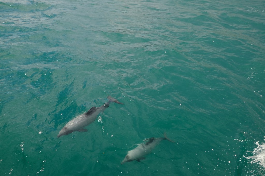 NZ: Akaroa Delfin Tour 9 - Hector Delfine