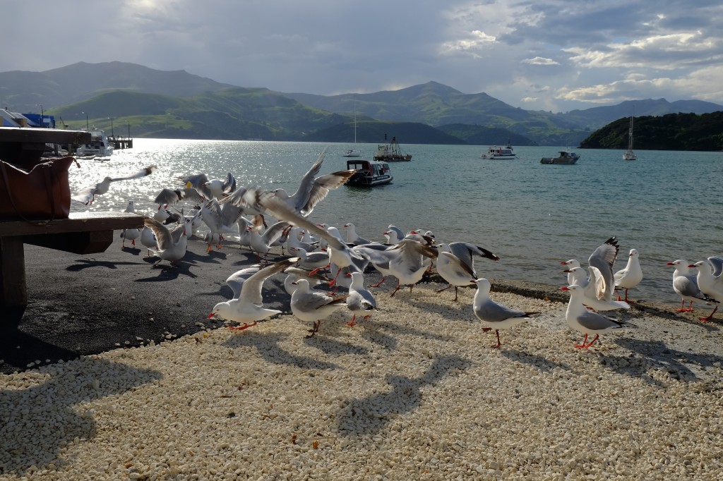 NZ: Akaroa - Vögel