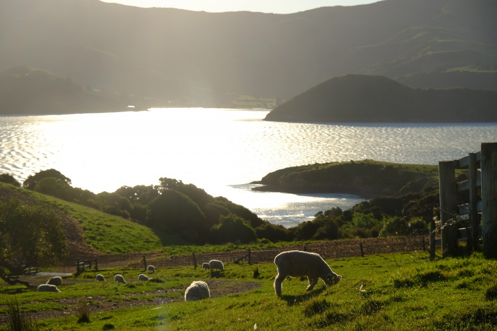 NZ: Akaroa Sonnenuntergang
