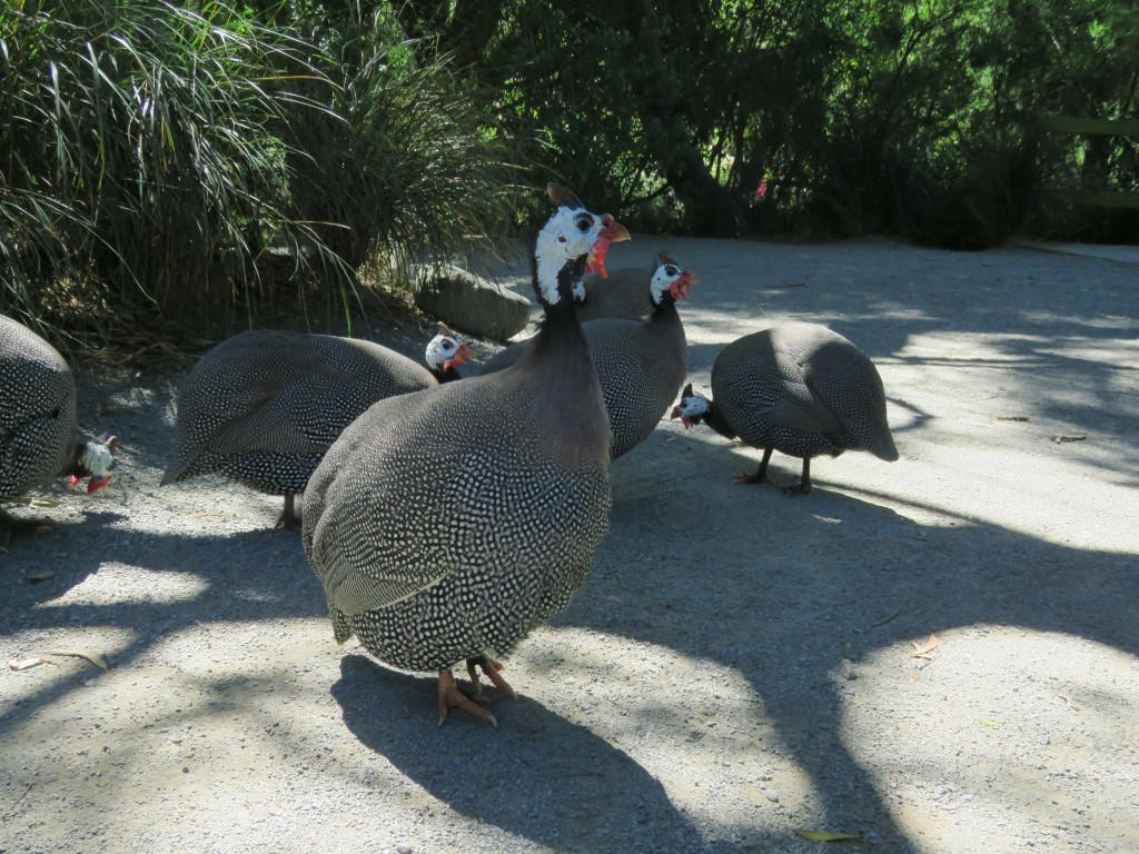 NZ: Willowbank - Perlhuhn