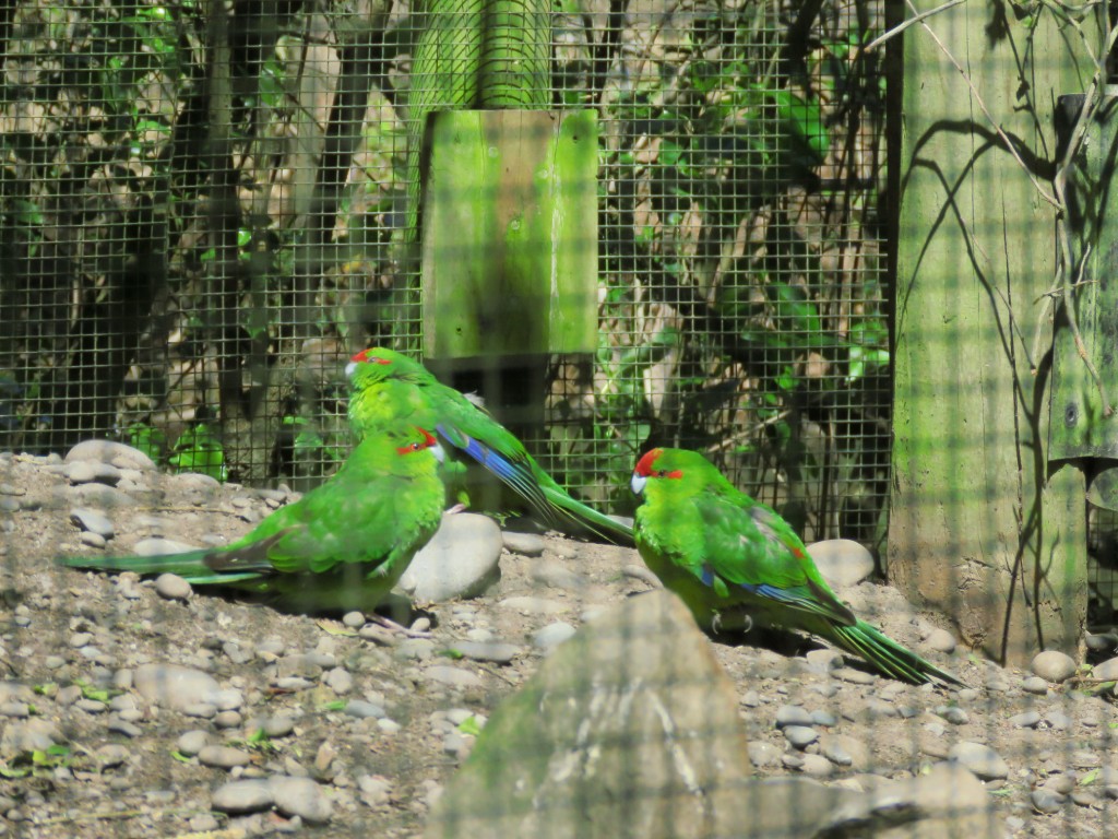 NZ: Willowbank - Kakariki