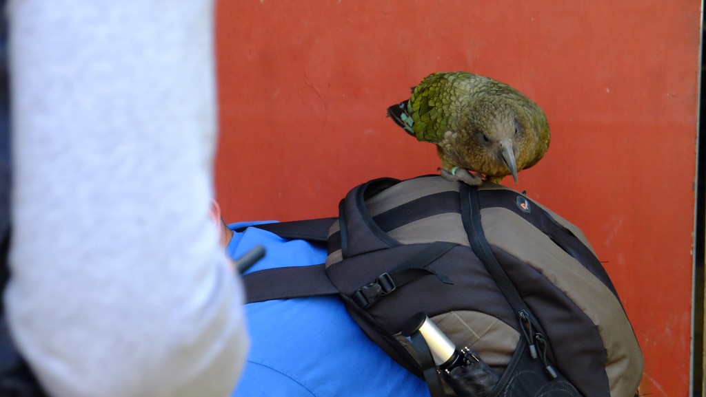 NZ: Willowbank - Kea 3