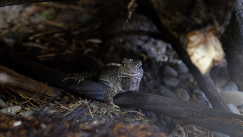 NZ: Willowbank - Tuatara