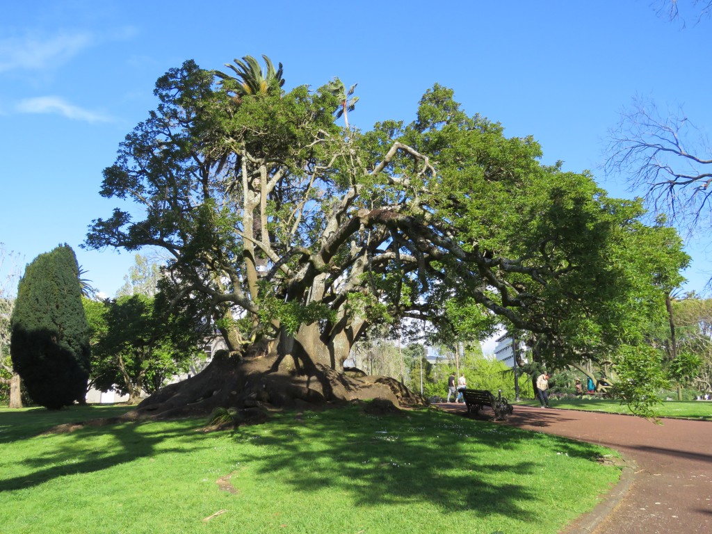 NZ: Auckland - Albertpark im Frühling 003